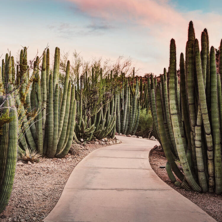 Jardin botanique avec cactus