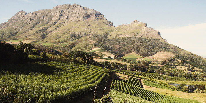 Vue sur les vignobles verts et les montagnes en coulisse