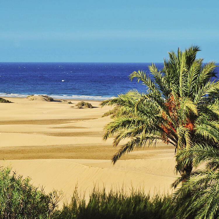 Dune avec palmiers et vue sur la mer