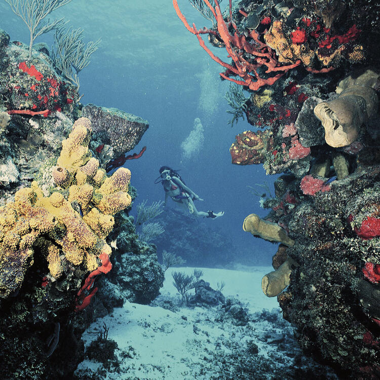 Plongeuse parmi les coraux multicolores