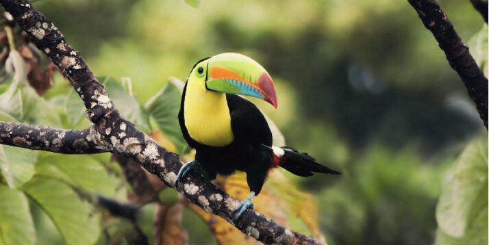 Tucan sur un arbre