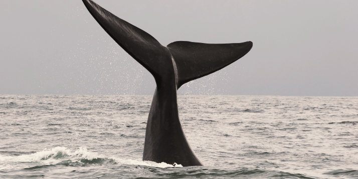 La nageoire de la baleine émerge de la mer