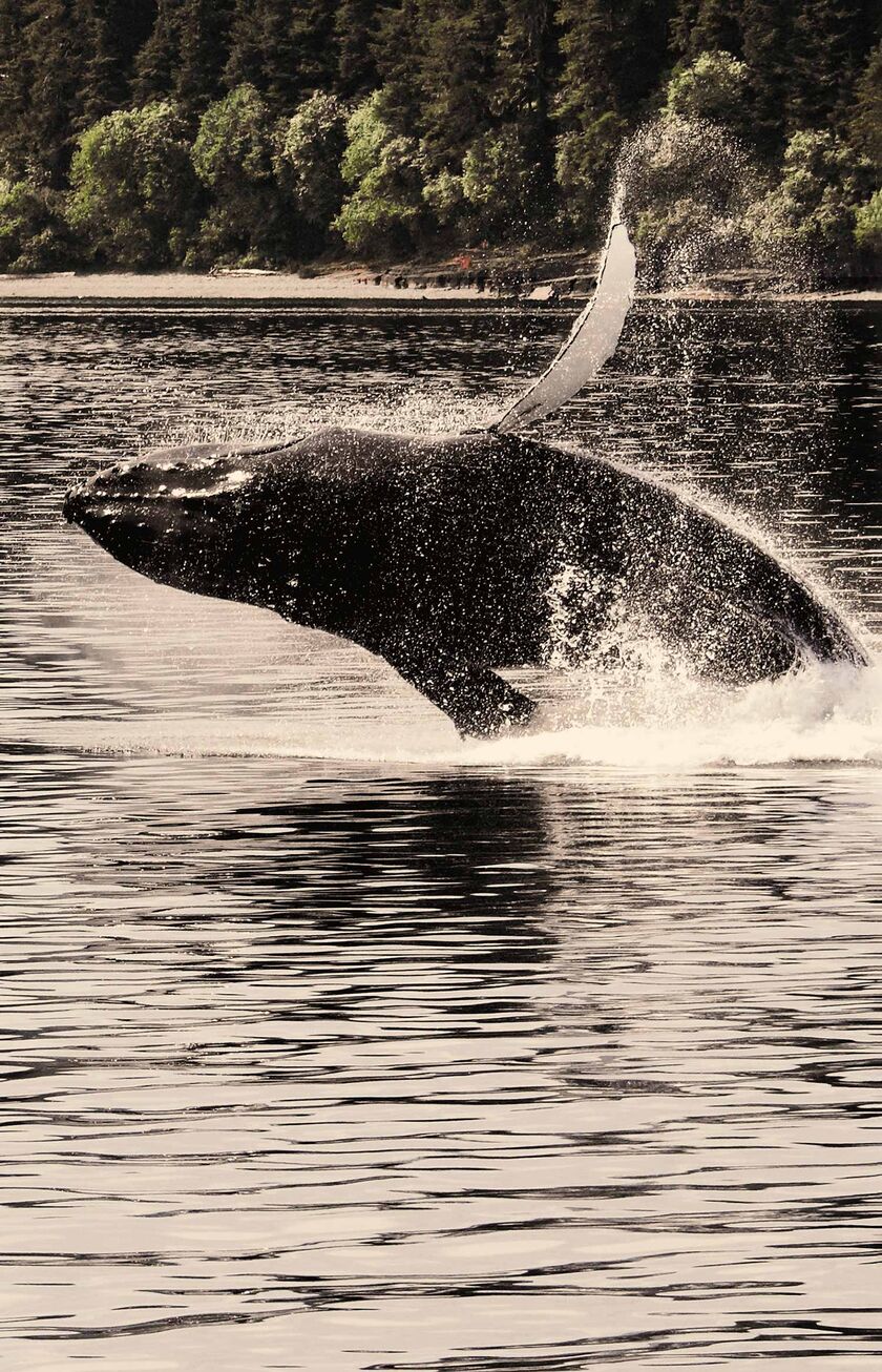 Una balena nelle acque di Anchorage