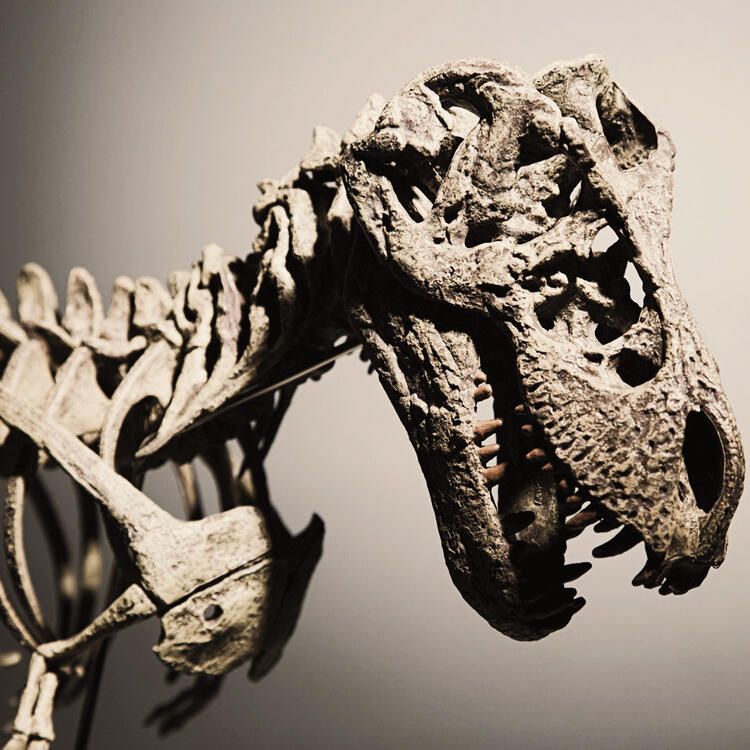 Vista degli scheletri di dinosauri al Museo Senckenberg di Francoforte, Germania.