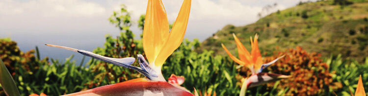 Een panoramisch beeld van kleurrijke paradijsvogelbloemen op de voorgrond met een vage achtergrond van weelderig groen landschap en de zee.