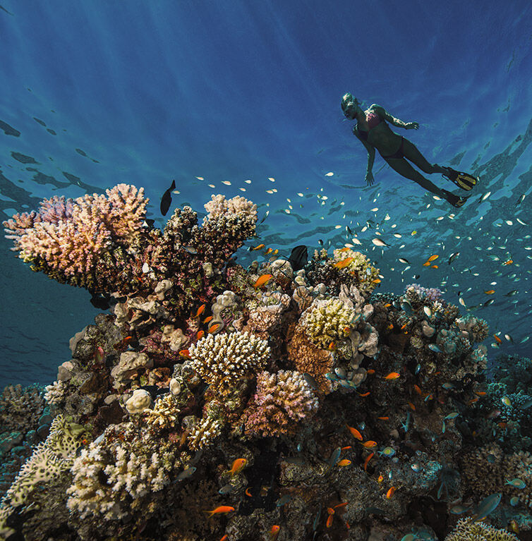 Onderwaterwereld in Hurghada met een levendig koraalrif vol zeeleven, waaronder verschillende vissen die in helder, blauw water zwemmen.