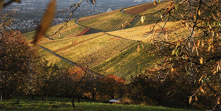 Paisagem de colinas cobertas de vinhedos no outono, com folhas de videira em tons de dourado e verde em primeiro plano e fileiras ordenadas de vinhas ao longo das colinas suaves ao fundo, iluminadas por uma luz suave do sol