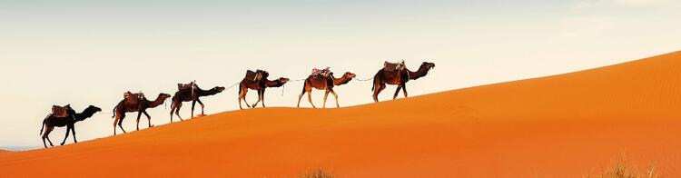 Caravana de camelos caminhando em fila sobre uma duna de areia laranja sob um céu claro ao pôr do sol.