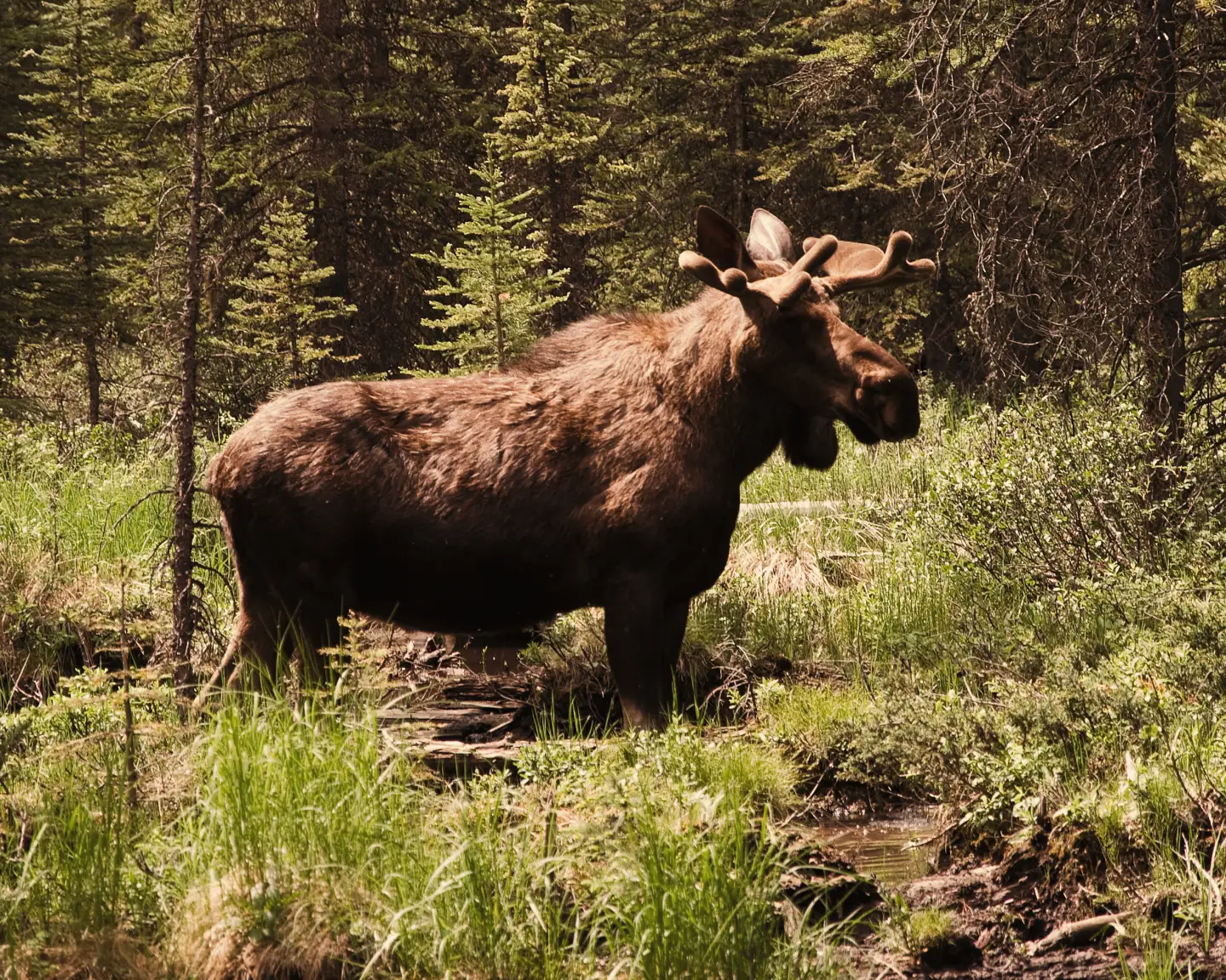A moose is standing in the wooded area of Peter Lougheed Provincial Park with lush greenery and trees in the background.