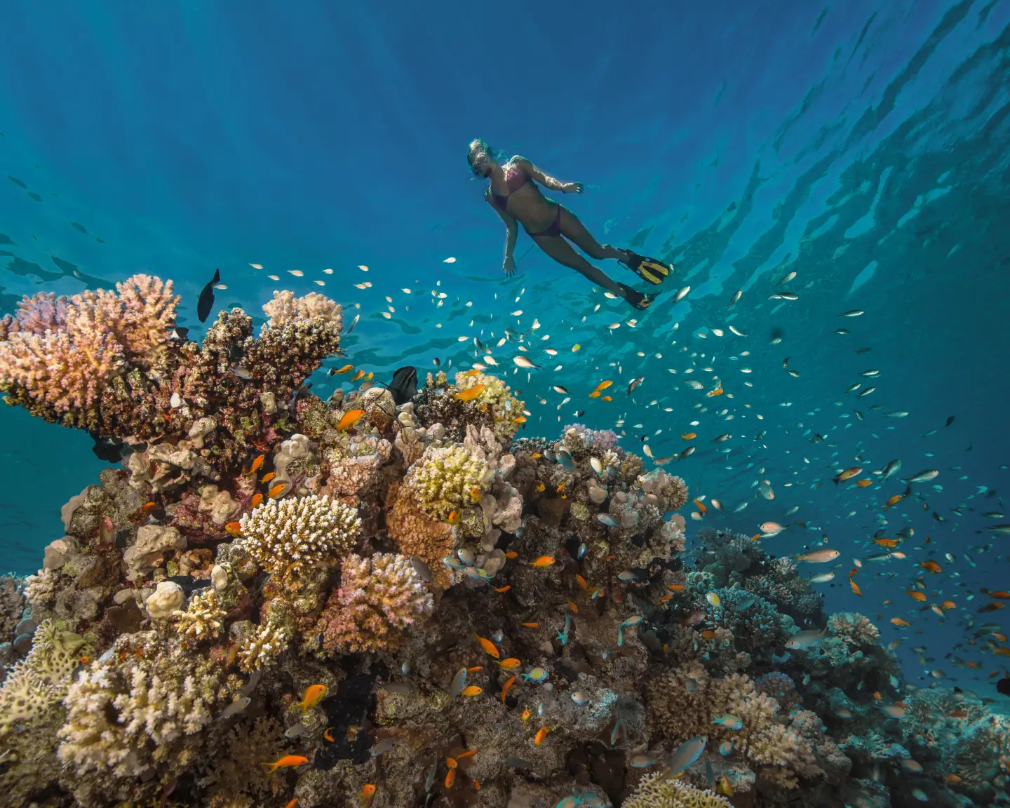 a woman snorkeling underwater at a coral reef with lots of fishes