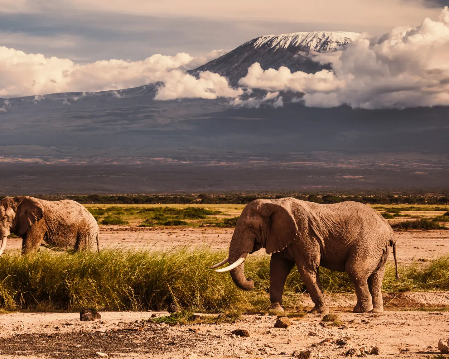 Twee olifanten voor de Kilimanjaro, nabij Mombasa, Kenia, in een savannelandschap.