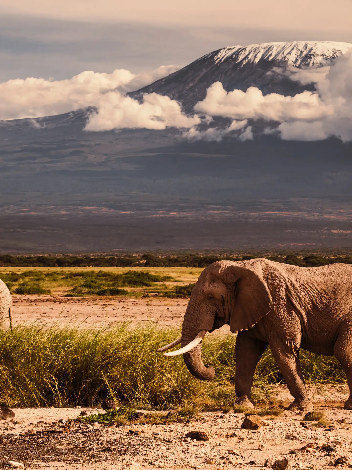 Dos elefantes frente al Kilimanjaro, cerca de Mombasa, Kenia, en un paisaje de sabana.