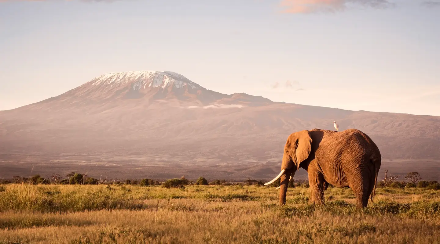 Un elefante en el Parque Nacional Amboseli en Kenia, con el pico nevado del Monte Kilimanjaro al fondo