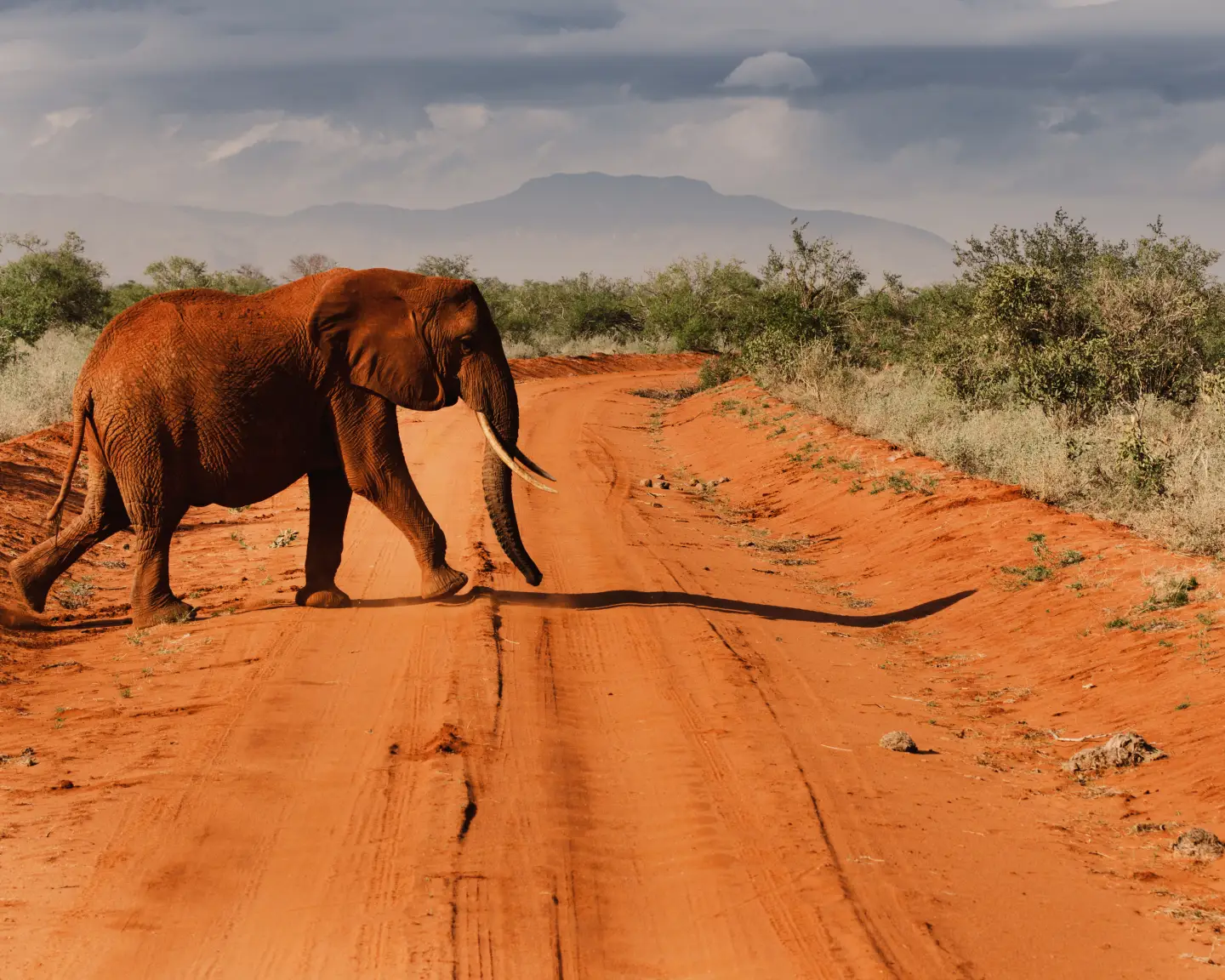 an elephant crossing a sandy street in front of a mountain
