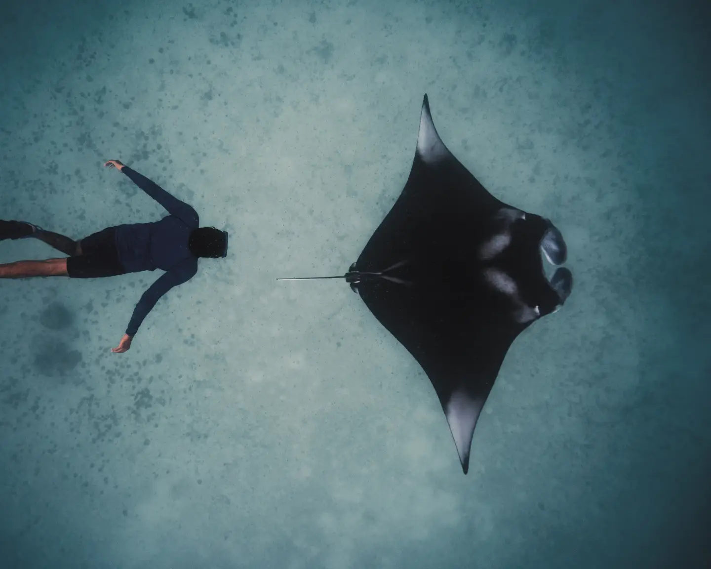 birdview from a ray and a man diving underwater in the indian ocean