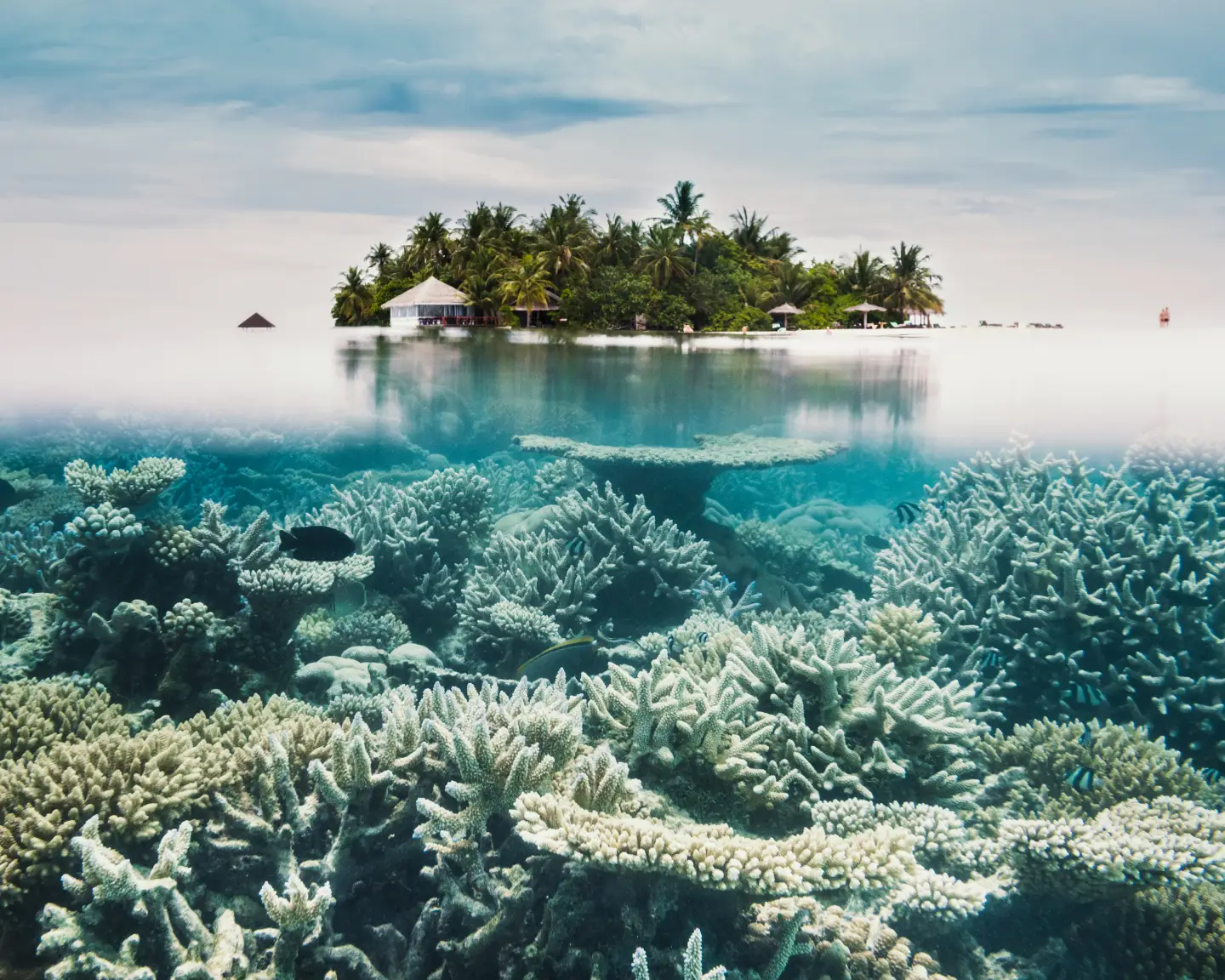 Photographie sous-marine de récifs coralliens dans l'atoll d'Ari, aux Maldives, avec une île tropicale en arrière-plan.