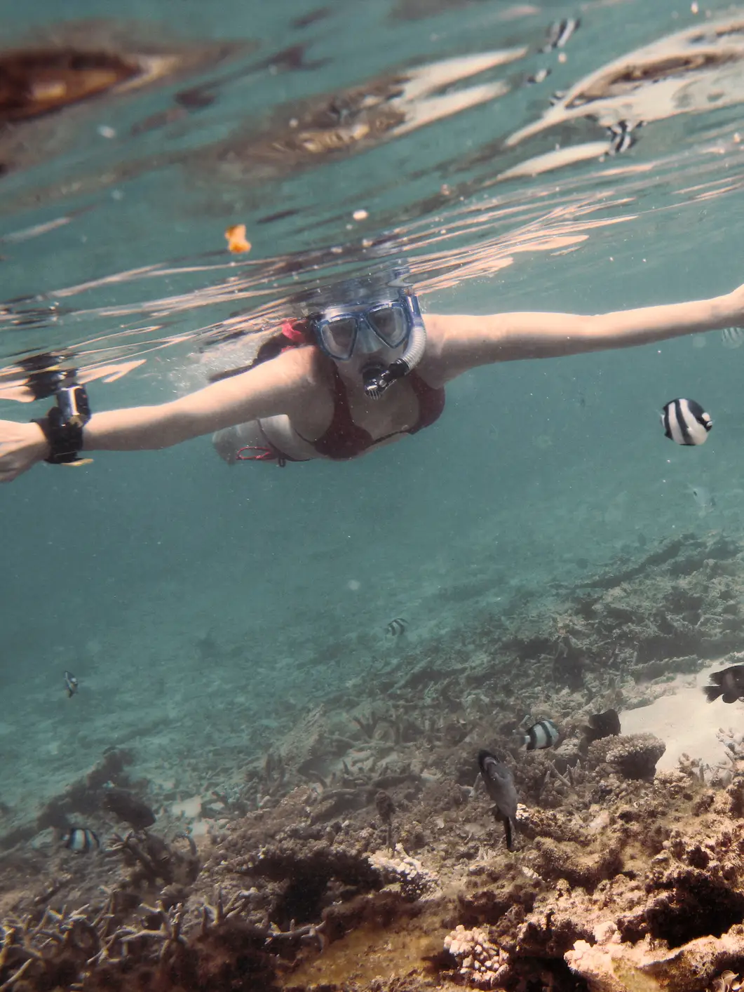a woman snorkeling in the ocean with fish over a small reef