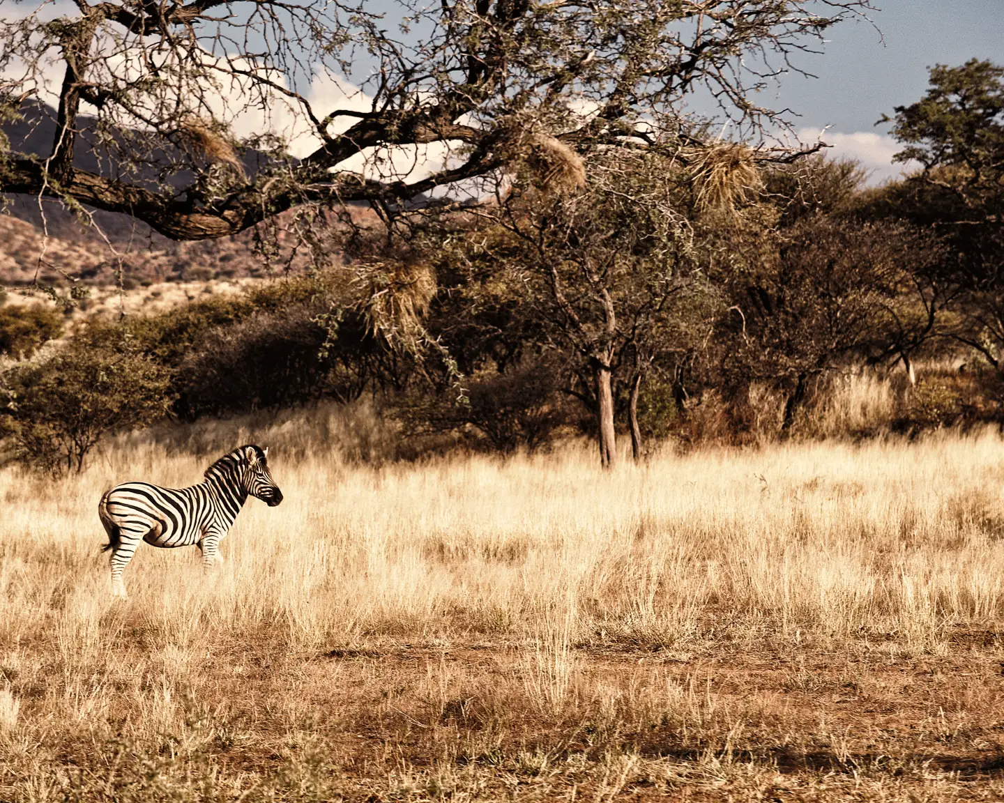 Solitary zebra in the wilderness of Namibia