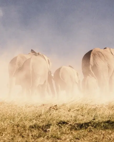 Una manada de elefantes se desplaza por un paisaje polvoriento en Polokwane, Sudáfrica, dejando una nube de polvo a su paso.