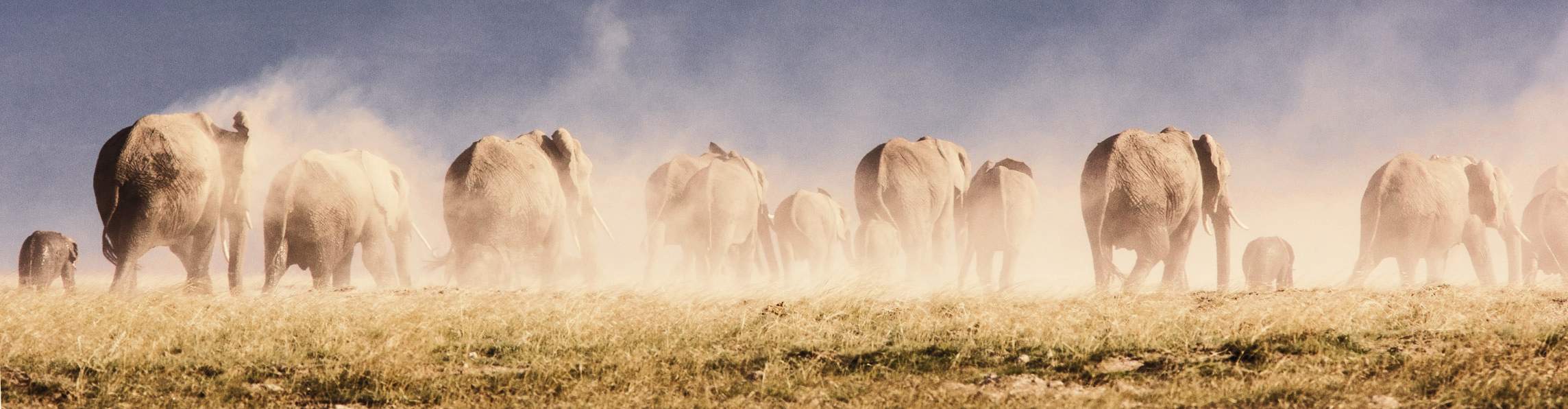 Een kudde olifanten trekt door een stoffig landschap in Polokwane, Zuid-Afrika, en laat een wolk van stof achter zich.