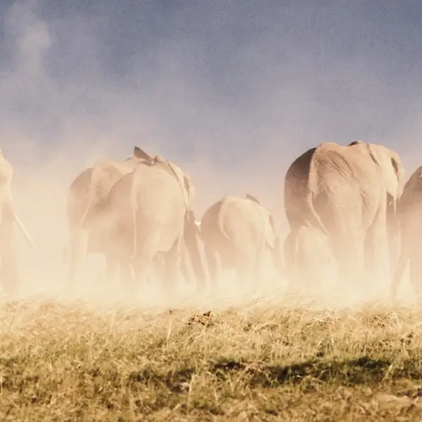 Een kudde olifanten trekt door een stoffig landschap in Polokwane, Zuid-Afrika, en laat een wolk van stof achter zich.