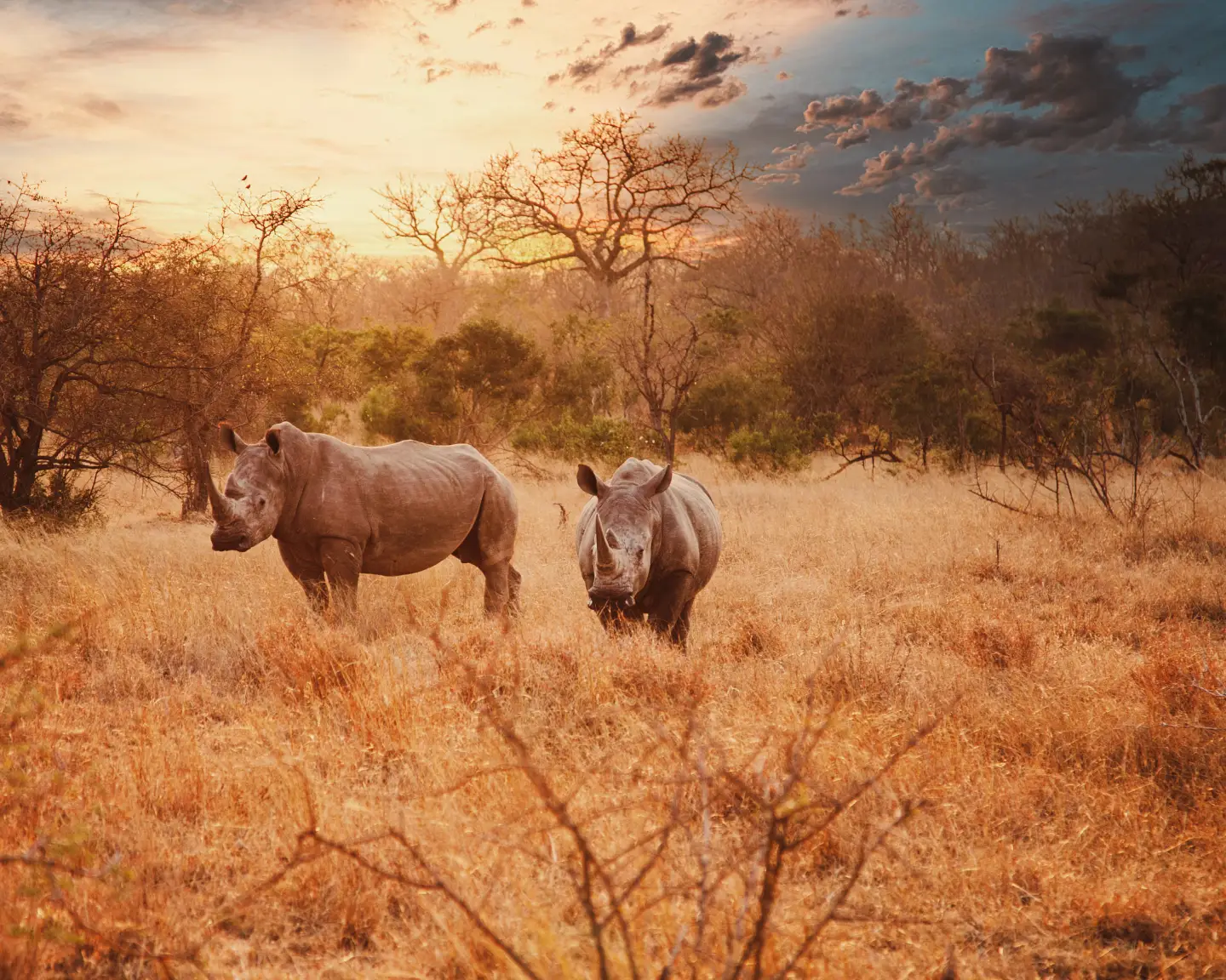 Two Rhinoceroses with sun setting in the background