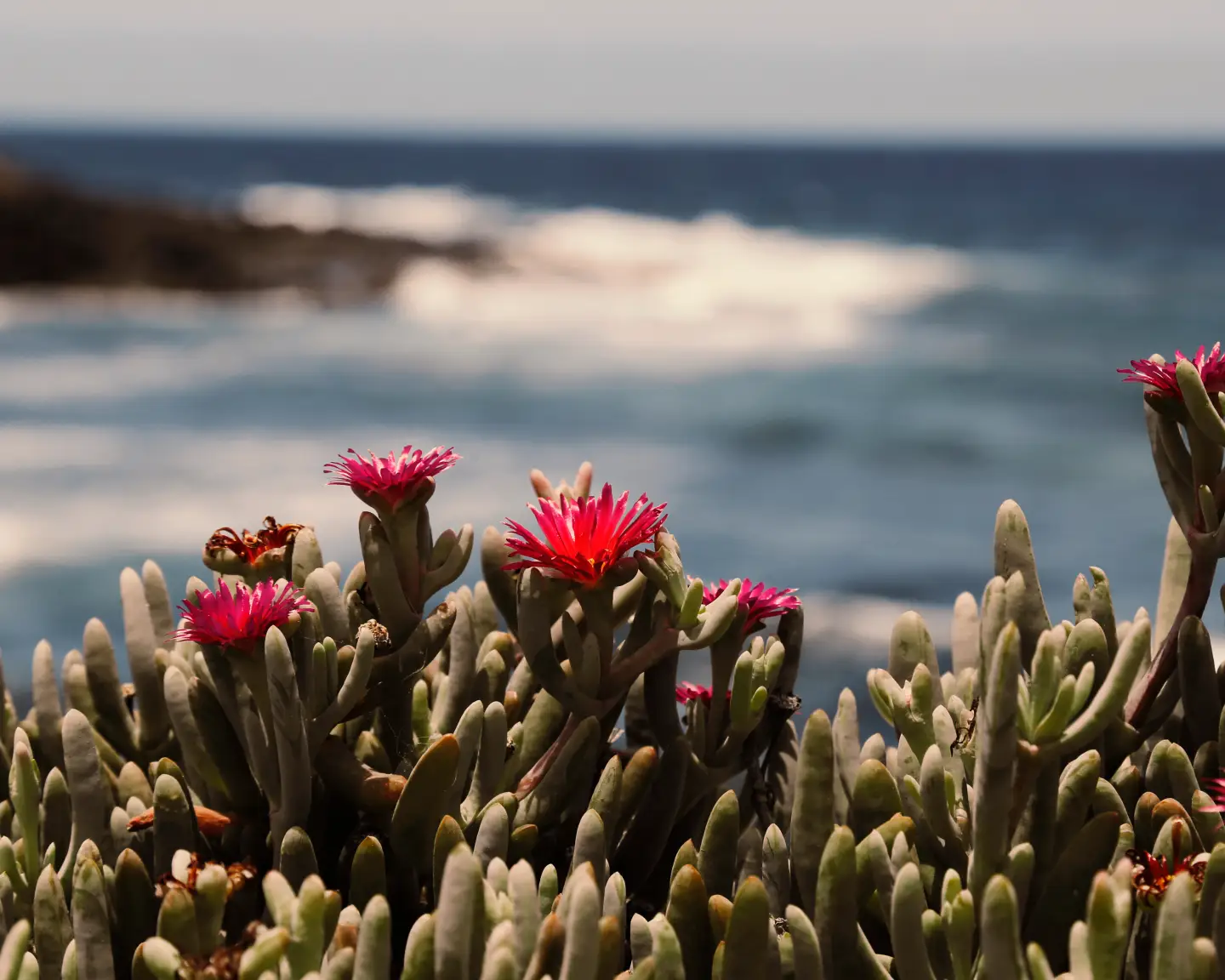 Blühende Sukkulenten an der Küste von Lanzarote.