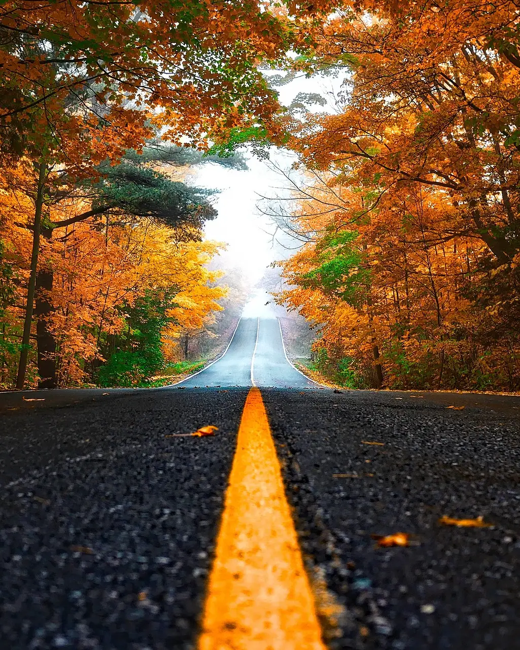 Gerade Landstraße, die durch einen Wald mit leuchtend herbstlich gefärbten Bäumen führt, bei Nebel im Hintergrund.