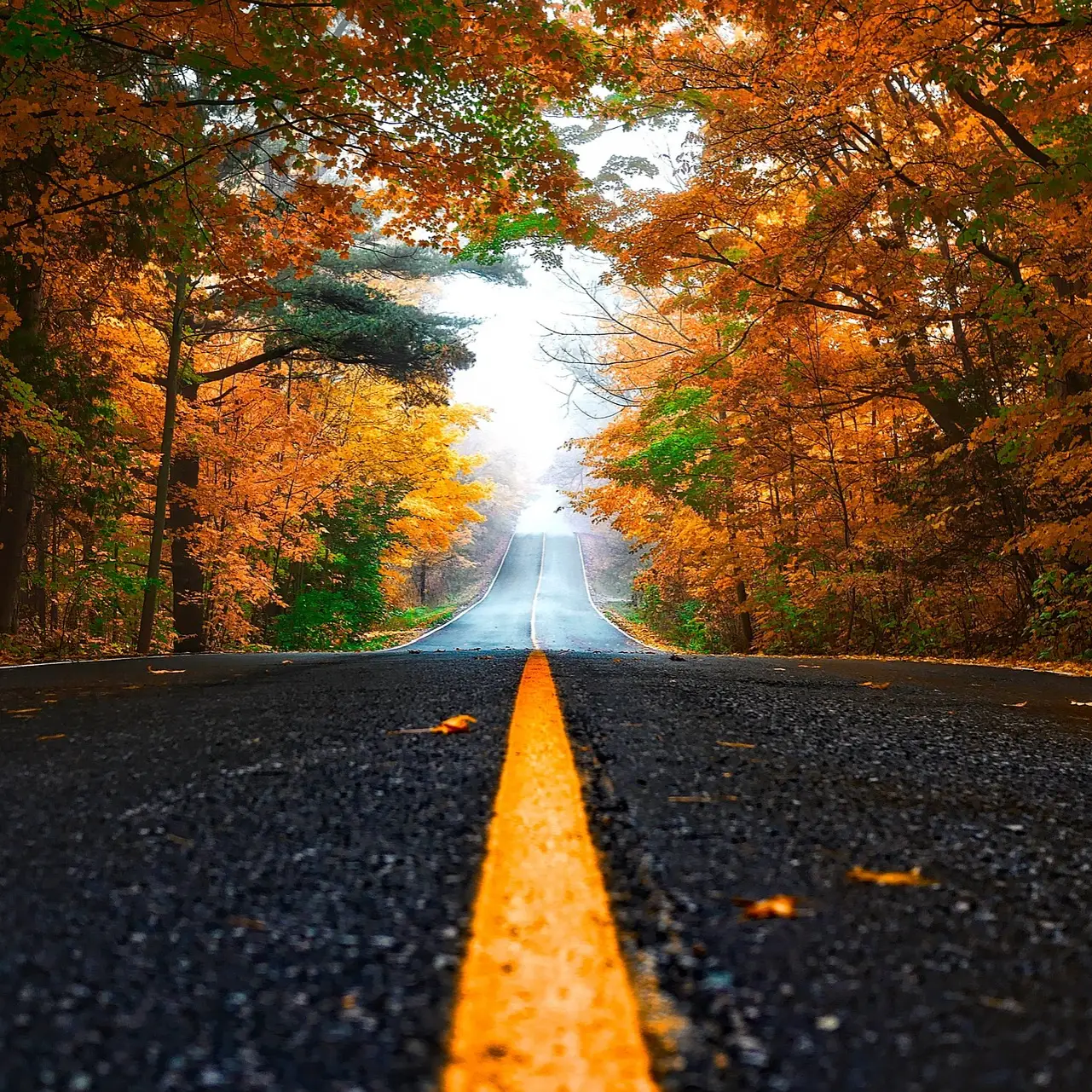 Gerade Landstraße, die durch einen Wald mit leuchtend herbstlich gefärbten Bäumen führt, bei Nebel im Hintergrund.