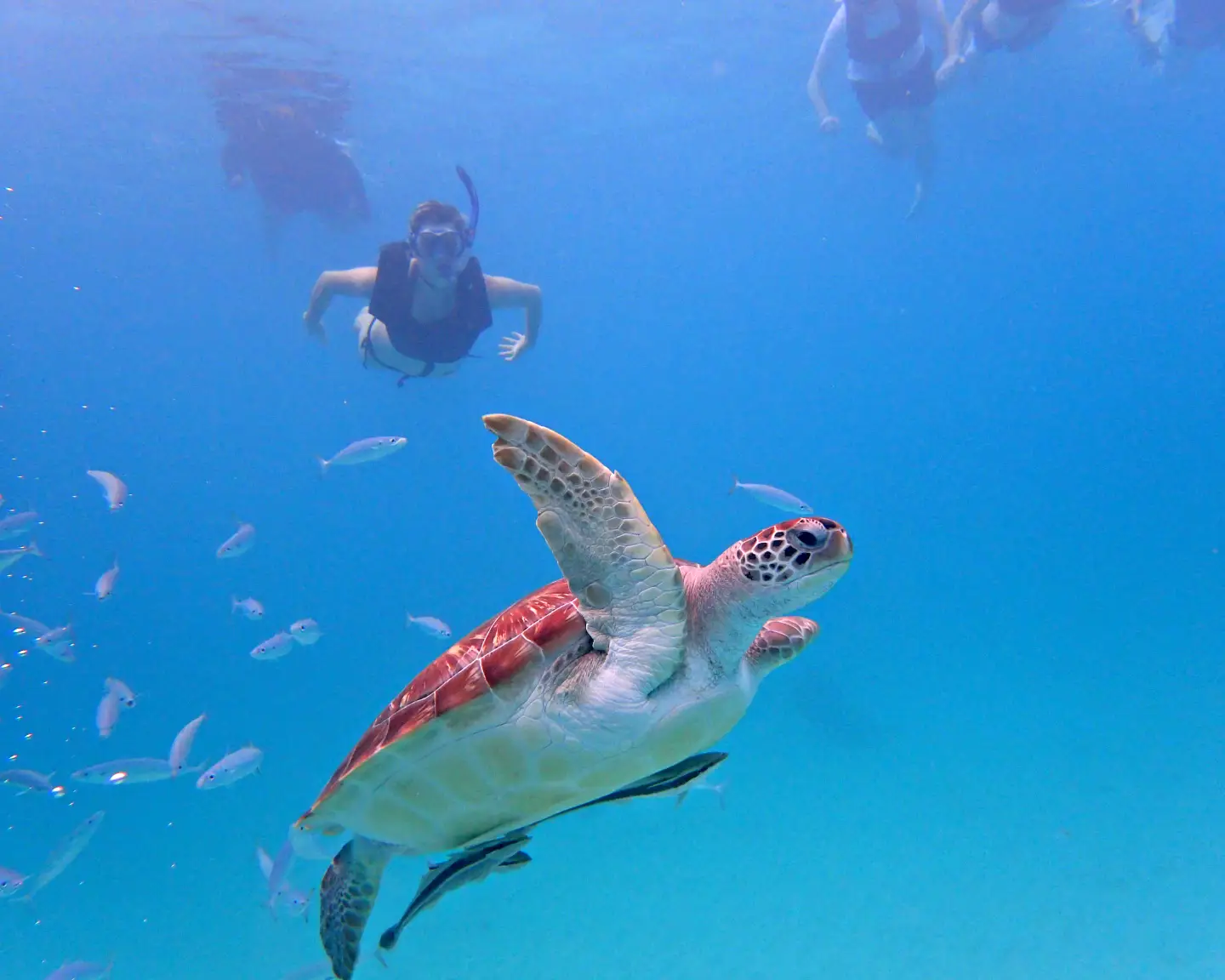 Meeresschildkröte im klaren blauen Wasser mit schnorchelnden Personen und kleinen Fischen im Hintergrund.