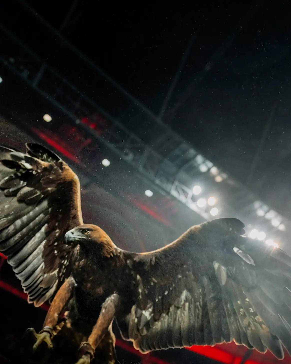 condor-eintracht-frankfurt-team-card-attila