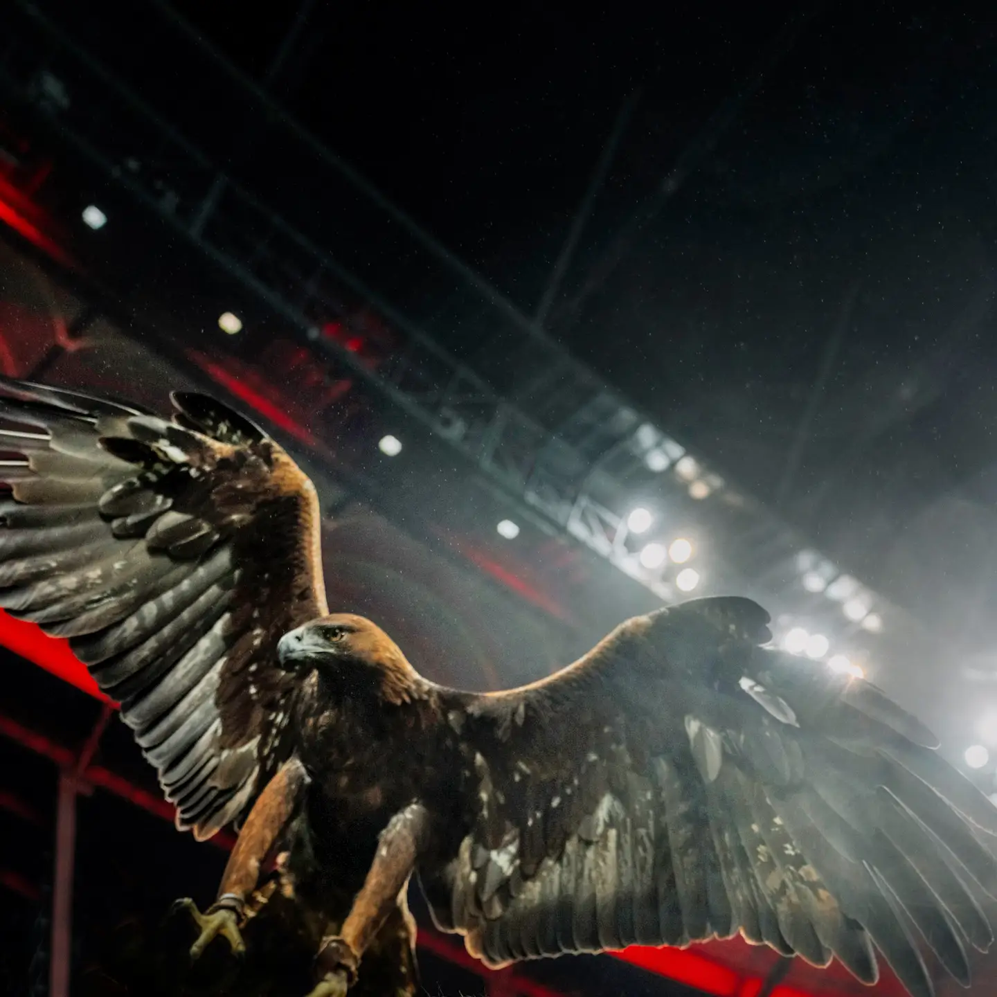 condor-eintracht-frankfurt-team-card-attila