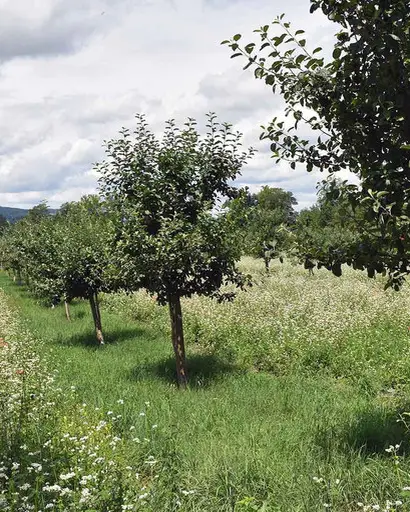 Weelderige boomgaard met jonge bomen en groene tussengewassen die in rijen groeien, omgeven door een natuurlijk landschap onder een bewolkte hemel.