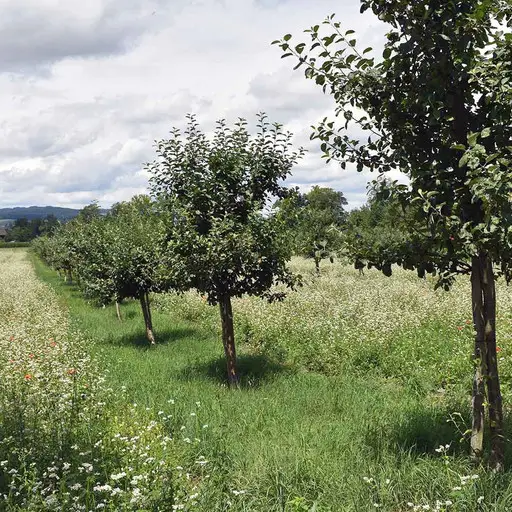 Weelderige boomgaard met jonge bomen en groene tussengewassen die in rijen groeien, omgeven door een natuurlijk landschap onder een bewolkte hemel.