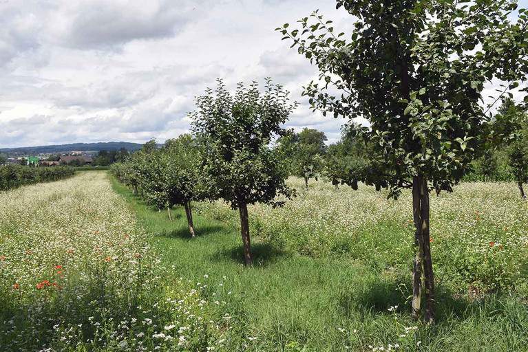 Un verger verdoyant, composé de jeunes arbres et de cultures intercalaires vertes en rangées, inséré dans un paysage naturel sous un ciel couvert.