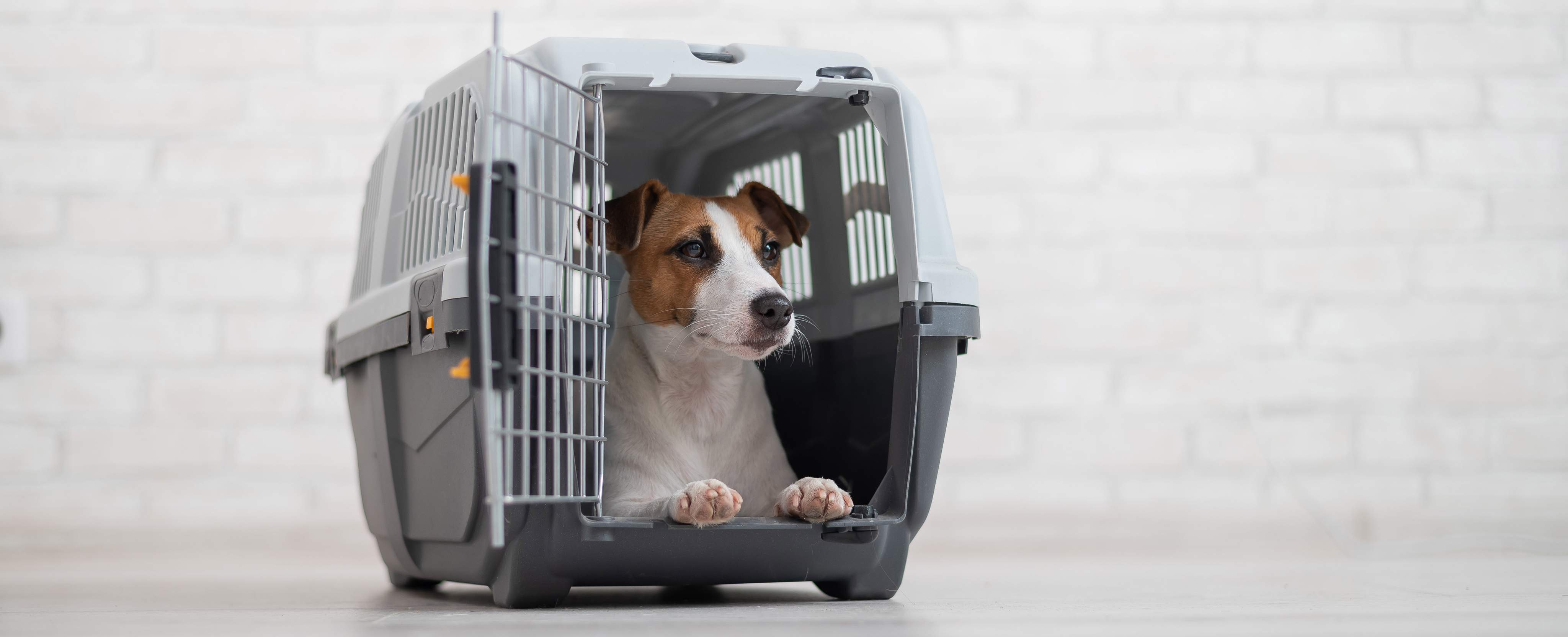 A Jack Russell Terrier is sitting in a transport box.