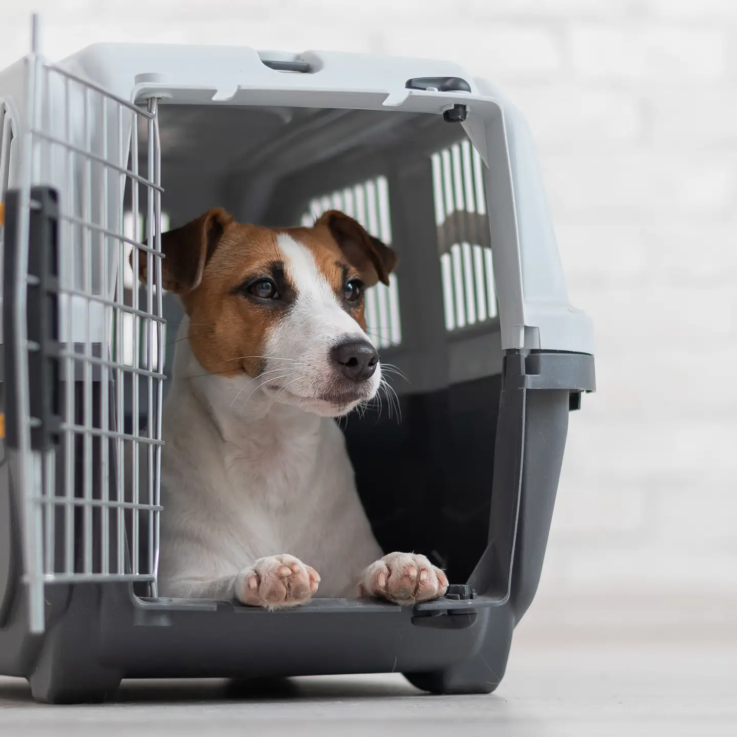A Jack Russell Terrier is sitting in a transport box.