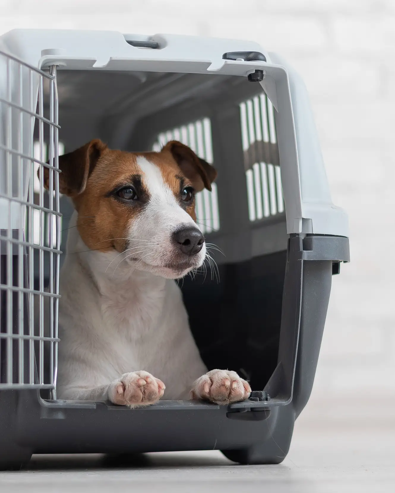 Un Jack Russell Terrier está sentado en una jaula.