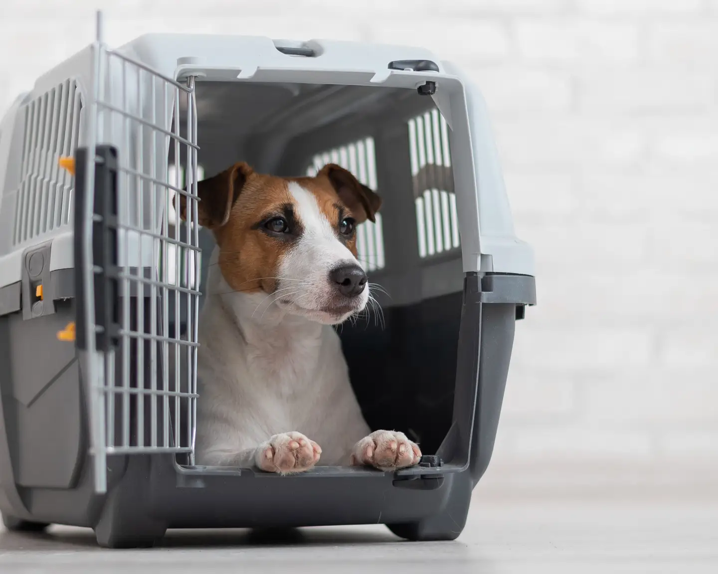 Chien Jack Russell Terrier à l'intérieur d'une cage de transport pour animaux.