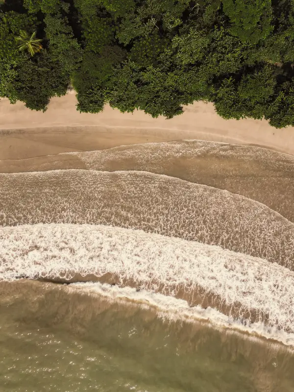 Luftaufnahme eines tropischen Strandes auf Grenada mit dichtem Grün, Palmen und sanften Wellen am Ufer.