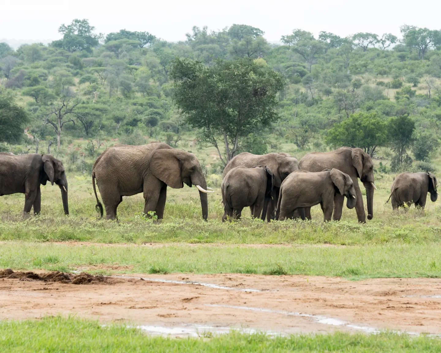 group of elephants with young  in south african wild nature