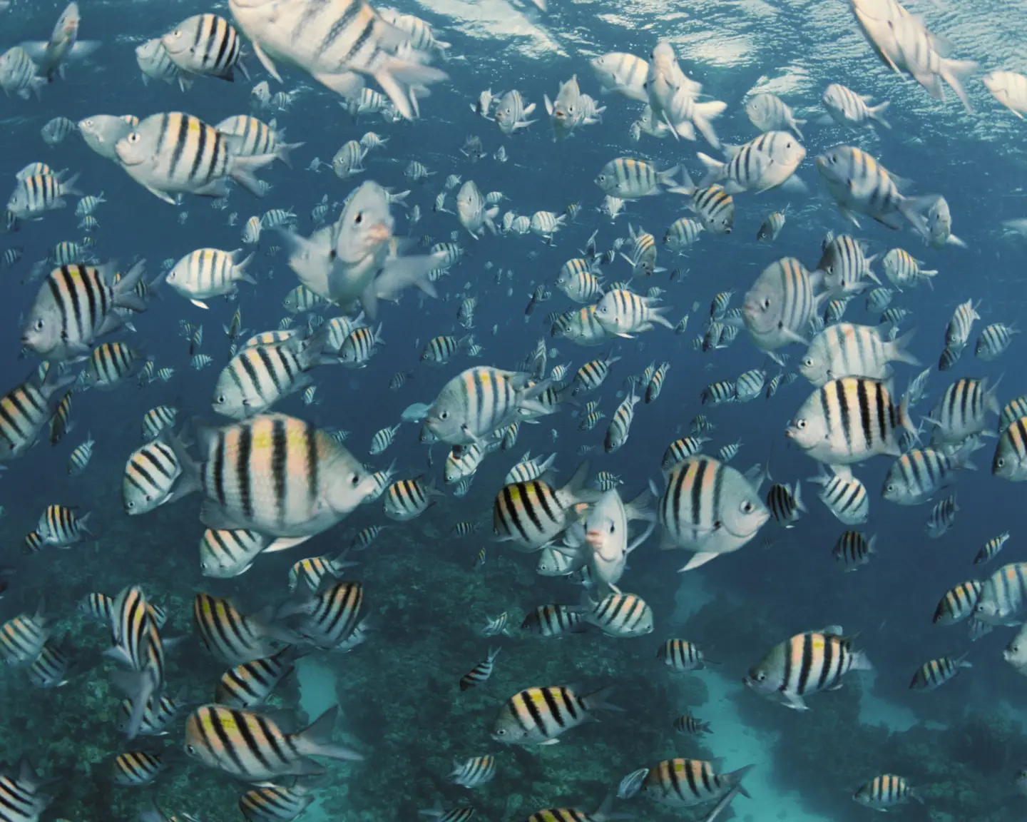 montego-bay-mbj-jamaika-karibik-unterwasser-tiere-fische-condor