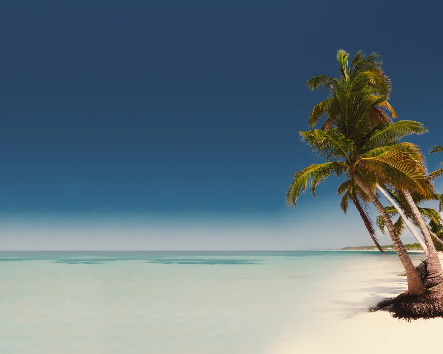 Tropical paradise - palm trees on white sand beach in caribbean wild nature scenery near Punta Cana, Dominican Republic