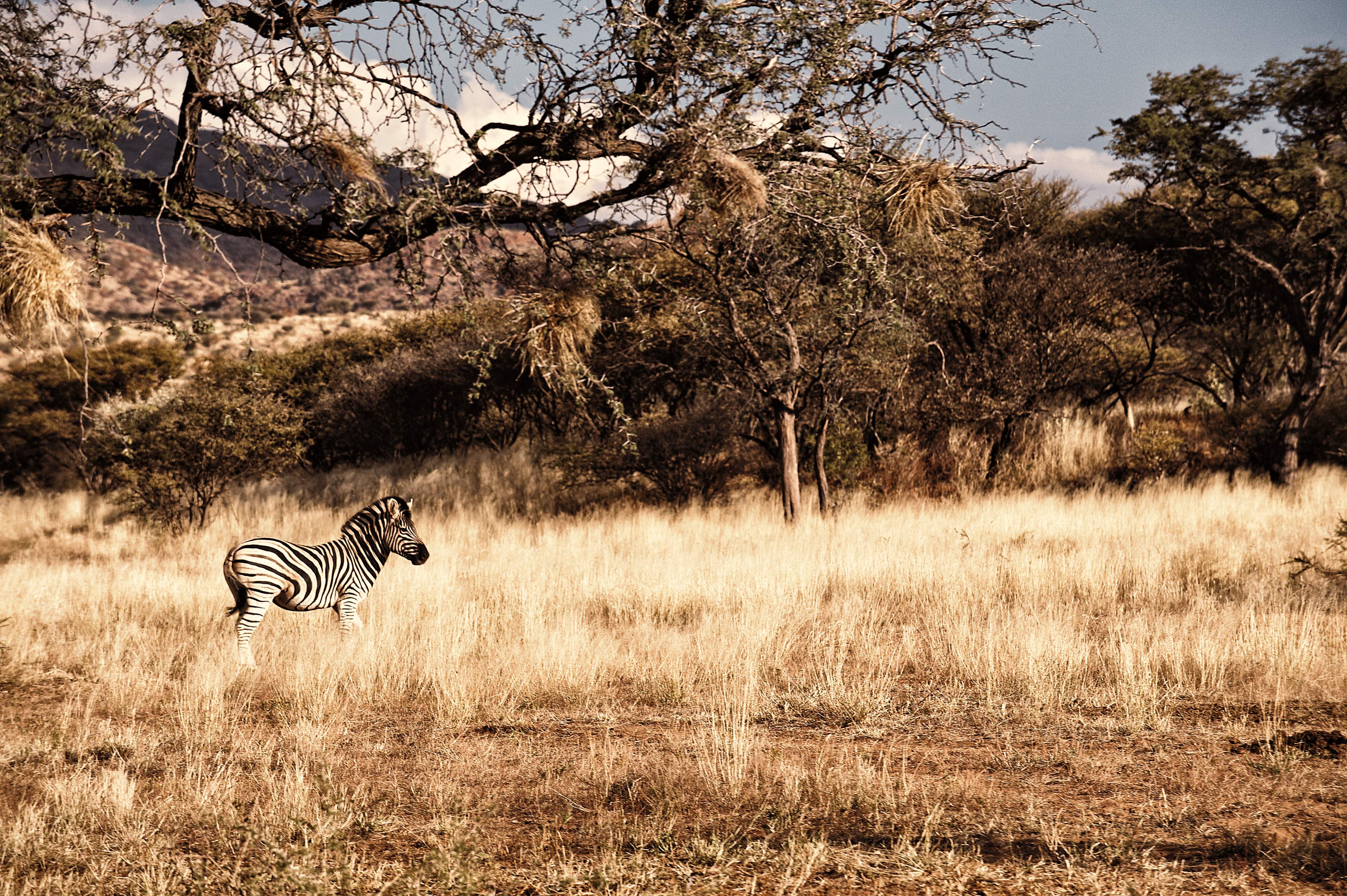 lonely zebra in the wildlife of namibia