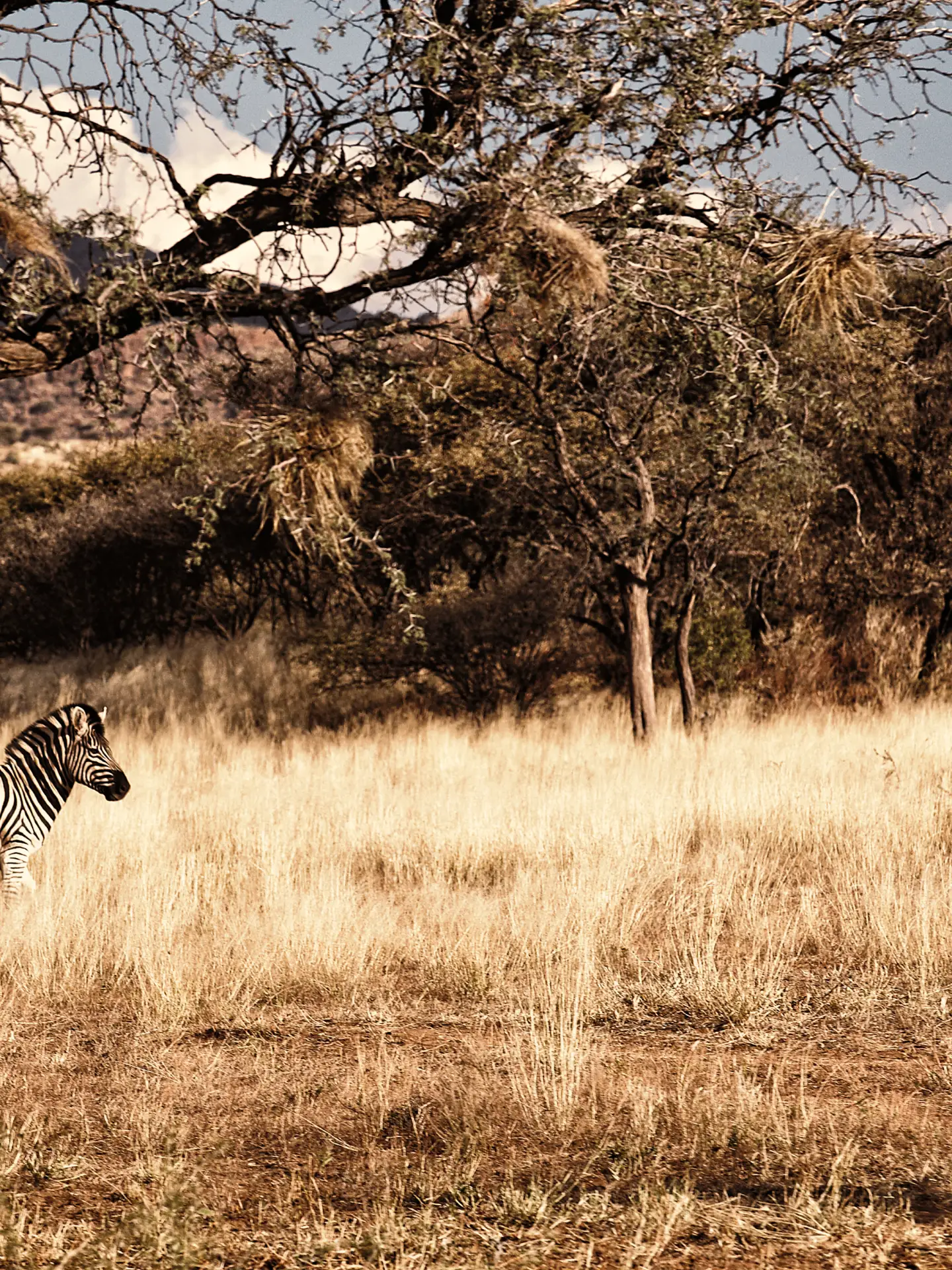 lonely zebra in the wildlife of namibia