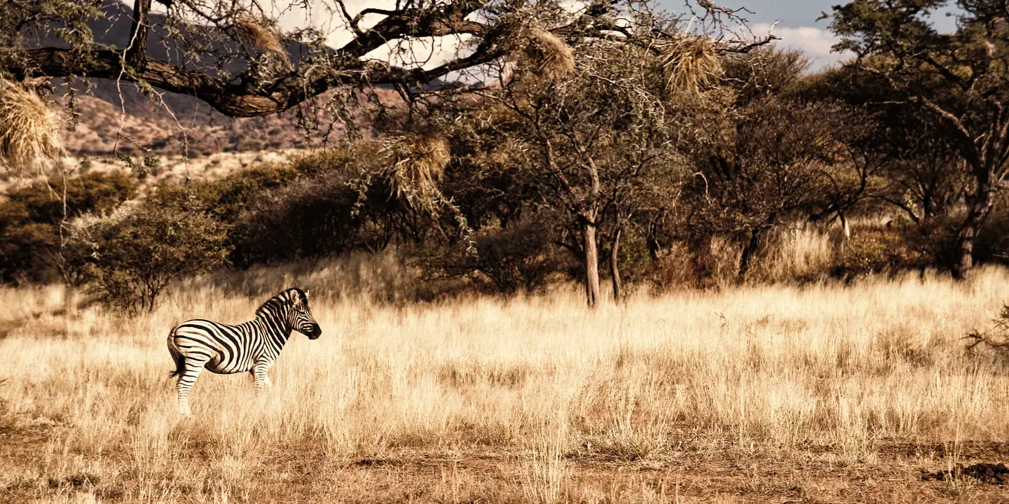 lonely zebra in the wildlife of namibia