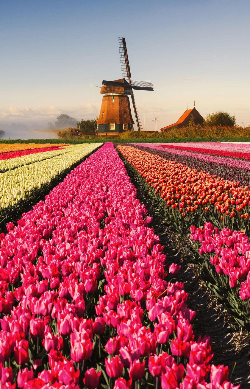 Colorful tulip field and windmill in netherlands