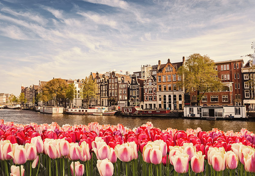 Flights to Amsterdam View of the canal promenade in Amsterdam with pink and red tulips