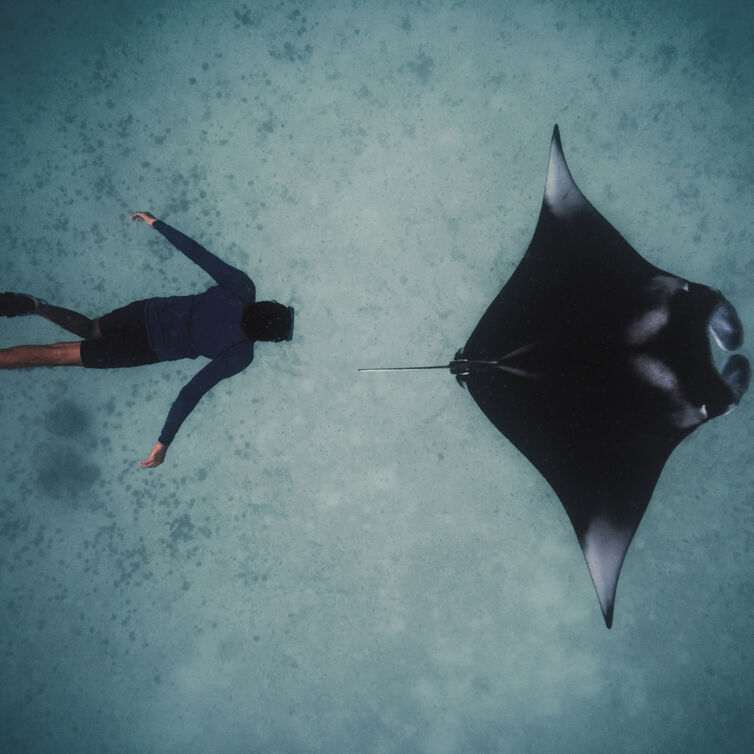 A person dives behind a mantaray