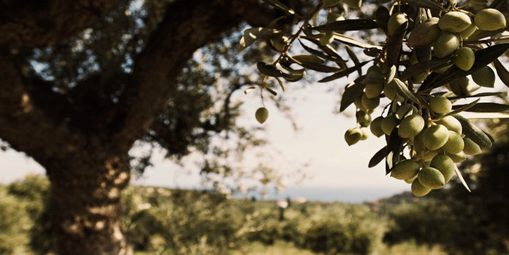 blick-auf-olivenbaeme in griechenland